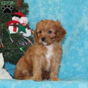 Antelope, Cavapoo Puppy